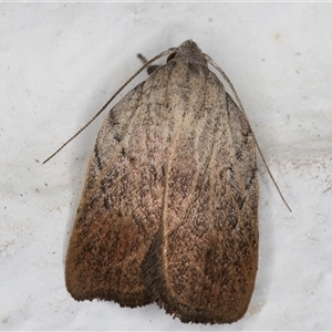 Tortricopsis pyroptis at Melba, ACT - 5 Nov 2024 09:12 PM