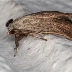 Tortricopsis pyroptis at Melba, ACT - 5 Nov 2024 09:12 PM