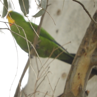 Polytelis swainsonii (Superb Parrot) at Mundarlo, NSW - 3 Nov 2024 by SimoneC