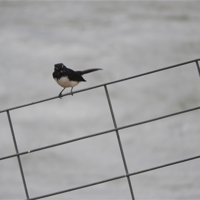 Rhipidura leucophrys (Willie Wagtail) at Mundarlo, NSW - 3 Nov 2024 by SimoneC