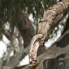 Todiramphus sanctus (Sacred Kingfisher) at Mundarlo, NSW - 3 Nov 2024 by SimoneC