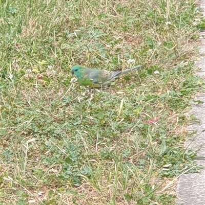 Psephotus haematonotus (Red-rumped Parrot) at Dickson, ACT - 7 Nov 2024 by Jeanette