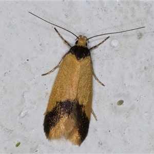 Oecophoridae (family) at Melba, ACT - 5 Nov 2024 09:21 PM