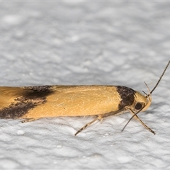 Oecophoridae (family) at Melba, ACT - 5 Nov 2024 09:21 PM