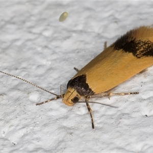 Oecophoridae (family) at Melba, ACT - 5 Nov 2024 09:21 PM