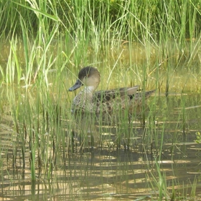 Anas gracilis (Grey Teal) at Mundarlo, NSW - 2 Nov 2024 by SimoneC