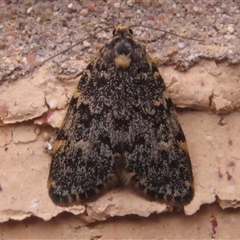 Halone coryphoea (Eastern Halone moth) at Wanniassa, ACT - 7 Nov 2024 by JohnBundock