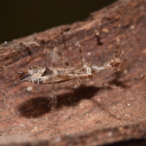 Stenolemus sp. (genus) at Uriarra Village, ACT - 7 Nov 2024 10:56 AM