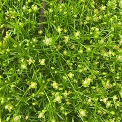 Sagina procumbens (Spreading Pearlwort) at Hughes, ACT - 7 Nov 2024 by ruthkerruish