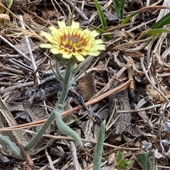 Tolpis barbata (Yellow Hawkweed) at Kenny, ACT - 2 Nov 2024 by sbittinger