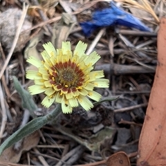 Tolpis barbata at Kenny, ACT - 3 Nov 2024