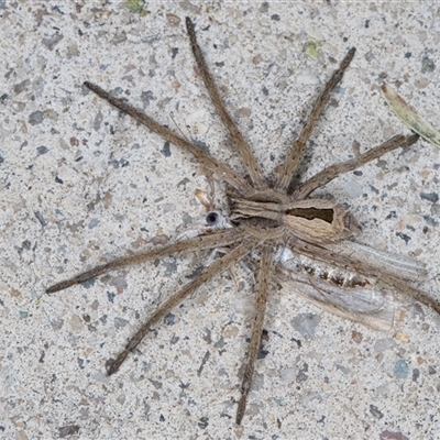 Argoctenus sp. (genus) (Wandering ghost spider) at Melba, ACT - 5 Nov 2024 by kasiaaus