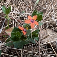 Lysimachia arvensis (Scarlet Pimpernel) at Watson, ACT - 3 Nov 2024 by sbittinger