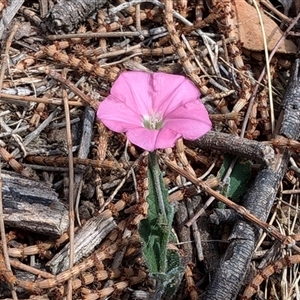 Convolvulus angustissimus subsp. angustissimus at Watson, ACT - 3 Nov 2024