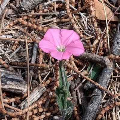 Convolvulus angustissimus subsp. angustissimus (Australian Bindweed) at Watson, ACT - 3 Nov 2024 by sbittinger