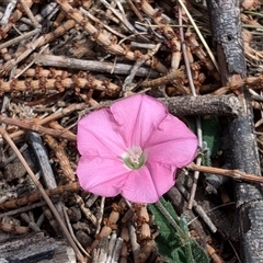 Convolvulus angustissimus subsp. angustissimus at Watson, ACT - 3 Nov 2024 10:25 AM