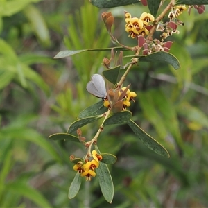 Candalides heathi at Cotter River, ACT - 6 Nov 2024