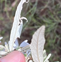 Olearia phlogopappa subsp. continentalis (Alpine Daisy Bush) at Cotter River, ACT - 6 Nov 2024 by RAllen