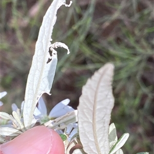 Olearia phlogopappa subsp. continentalis at Cotter River, ACT - 6 Nov 2024 02:34 PM