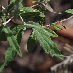 Olearia phlogopappa subsp. continentalis at Cotter River, ACT - 6 Nov 2024 02:34 PM