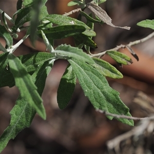 Olearia phlogopappa subsp. continentalis at Cotter River, ACT - 6 Nov 2024 02:34 PM