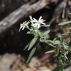 Olearia phlogopappa subsp. continentalis at Cotter River, ACT - 6 Nov 2024 02:34 PM