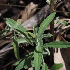 Olearia phlogopappa subsp. continentalis at Cotter River, ACT - 6 Nov 2024 02:34 PM