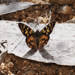 Argynnina cyrila at Cotter River, ACT - 6 Nov 2024