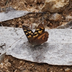 Argynnina cyrila at Cotter River, ACT - 6 Nov 2024 12:26 PM