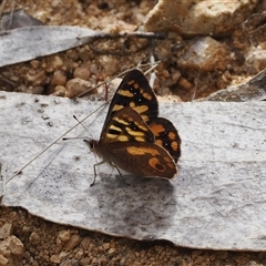 Argynnina cyrila at Cotter River, ACT - 6 Nov 2024 12:26 PM