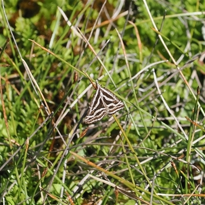 Dichromodes confluaria (Ceremonial Heath Moth) at Tharwa, ACT - 6 Nov 2024 by RAllen