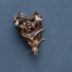 Tebenna micalis (Small Thistle Moth) at Monash, ACT - 4 Nov 2024 by debhart