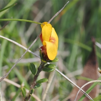 Pultenaea polifolia (Dusky Bush-pea) at Tharwa, ACT - 6 Nov 2024 by RAllen