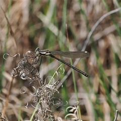 Austroargiolestes icteromelas (Common Flatwing) at Tharwa, ACT - 6 Nov 2024 by RAllen