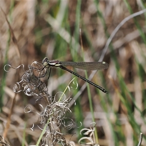 Austroargiolestes icteromelas at Tharwa, ACT - 6 Nov 2024 11:10 AM