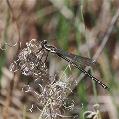 Austroargiolestes icteromelas at Tharwa, ACT - 6 Nov 2024 11:10 AM