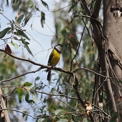 Pachycephala pectoralis (Golden Whistler) at Cotter River, ACT - 6 Nov 2024 by RAllen