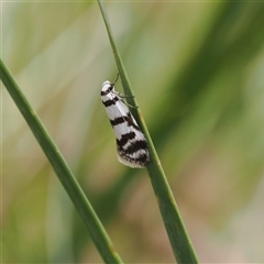 Philobota impletella Group (A concealer moth) at Cotter River, ACT - 6 Nov 2024 by RAllen