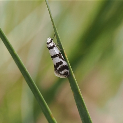 Philobota impletella Group (A concealer moth) at Cotter River, ACT - 6 Nov 2024 by RAllen