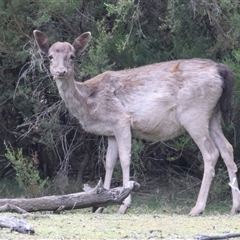 Dama dama (Fallow Deer) at Yarrow, NSW - 4 Nov 2024 by jb2602