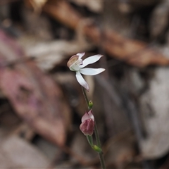 Caladenia moschata (Musky Caps) at Cotter River, ACT - 6 Nov 2024 by RAllen