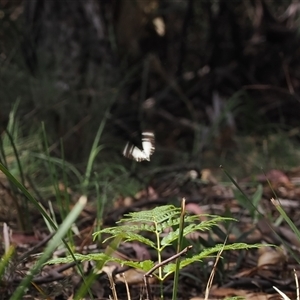 Belenois java at Cotter River, ACT - 6 Nov 2024