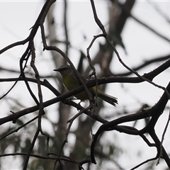 Eopsaltria australis (Eastern Yellow Robin) at Cotter River, ACT - 6 Nov 2024 by RAllen