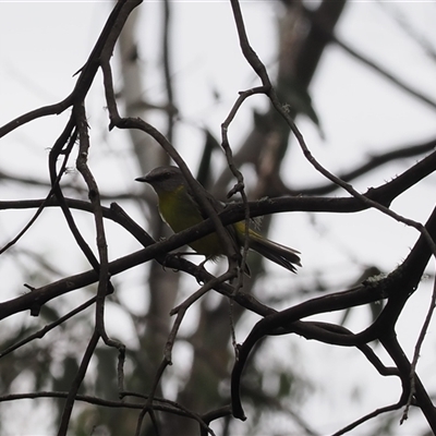 Eopsaltria australis (Eastern Yellow Robin) at Cotter River, ACT - 6 Nov 2024 by RAllen