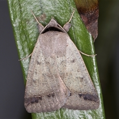 Pantydia sparsa (Noctuid Moth) at Melba, ACT - 5 Nov 2024 by kasiaaus