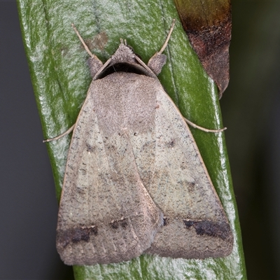 Pantydia sparsa (Noctuid Moth) at Melba, ACT - 5 Nov 2024 by kasiaaus