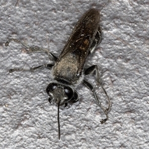 Apocrita (suborder) at Melba, ACT - 5 Nov 2024 09:39 PM