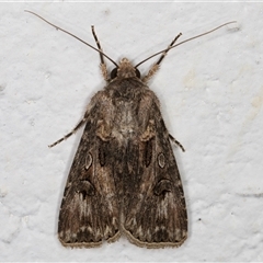 Agrotis munda (Brown Cutworm) at Melba, ACT - 5 Nov 2024 by kasiaaus