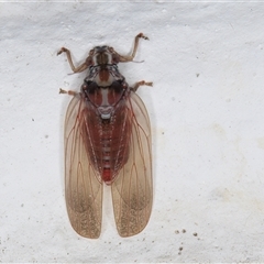 Lasiopsylla sp. (genus) (Psyllid or Lerp insect) at Melba, ACT - 5 Nov 2024 by kasiaaus