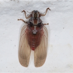 Lasiopsylla sp. (genus) at Melba, ACT - 5 Nov 2024 11:17 PM